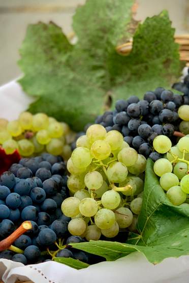 Grapes superfood for later life gut health