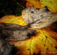 Autumn leaves close up by Steve Rudd