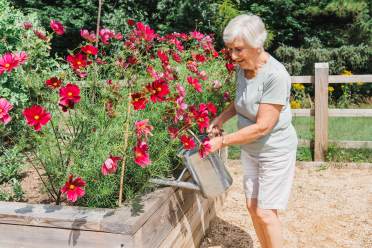 Elderly woman watering red flowers in raised bed