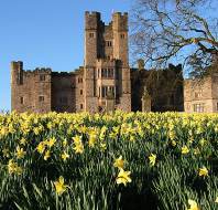 Gothic turret viewed over daffodils