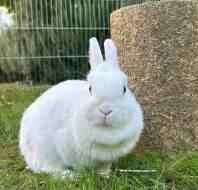 Bonnie the bunny, shared by Caroline at Mayfield Watford