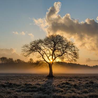 A single tree in the middle of the field in sunset